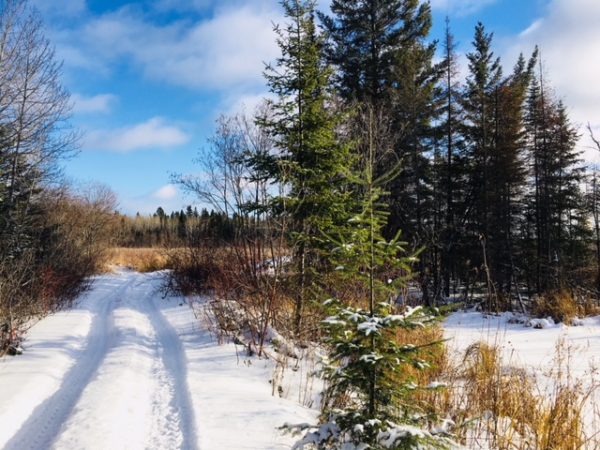 Trees: The New Miracle Drug for Heart Disease - TreesMendUs